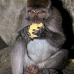 monkey_macaque_balinese_mf_ubud_v_0785_bal0798.jpg